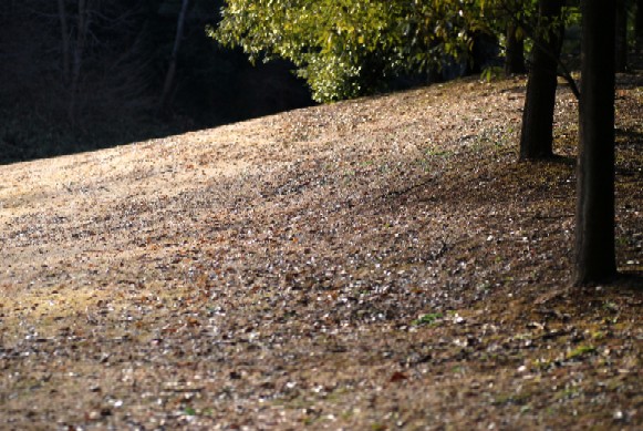 e0009147_911231.jpg