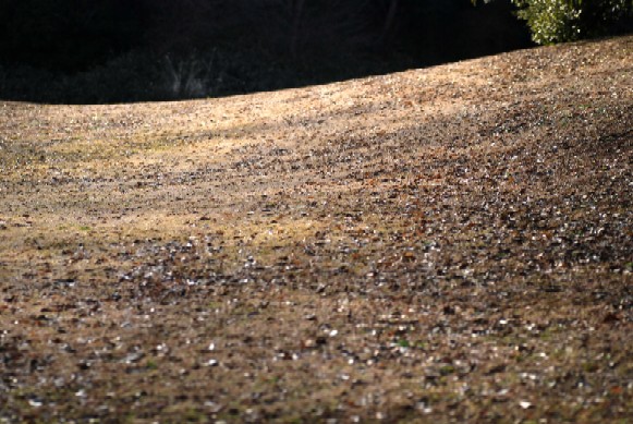e0009147_995669.jpg