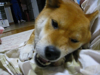 e0160568_15224212.jpg