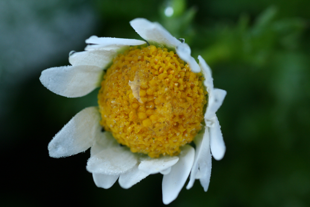 c0163369_11573529.jpg