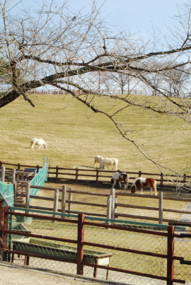 c0092787_1658319.jpg