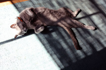 e0156015_1145829.jpg