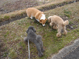 c0136736_22354232.gif