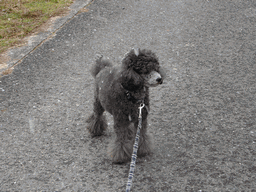 c0136736_22361624.gif