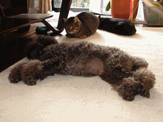 c0136736_22435016.gif