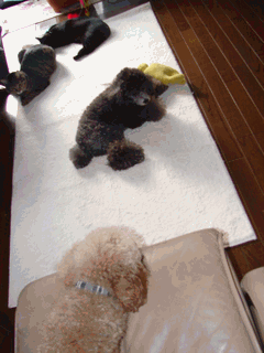 c0136736_2245029.gif