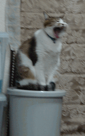 c0136736_22474455.gif