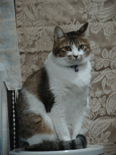 c0136736_224751.gif