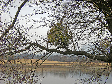 a0001354_22131440.jpg