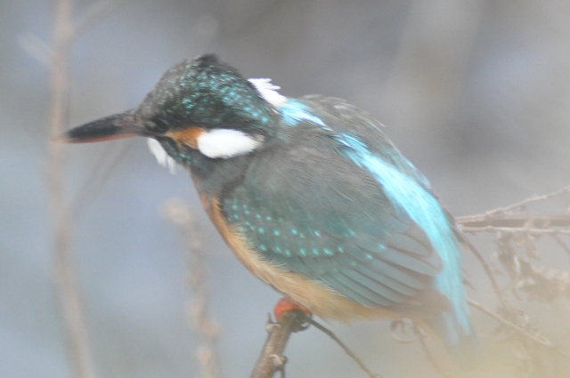 c0143411_2332258.jpg