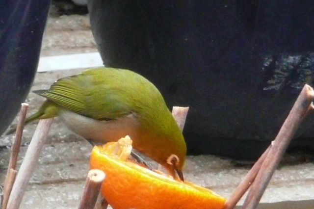 e0033229_23292019.jpg