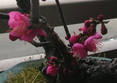 f0150629_0481221.jpg