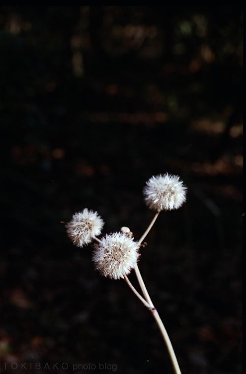 d0100156_19554528.jpg