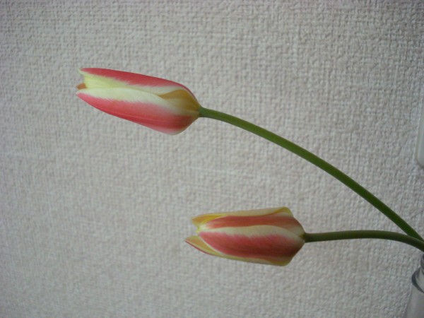 f0165677_1738171.jpg