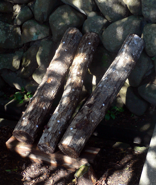 f0060424_1411596.jpg