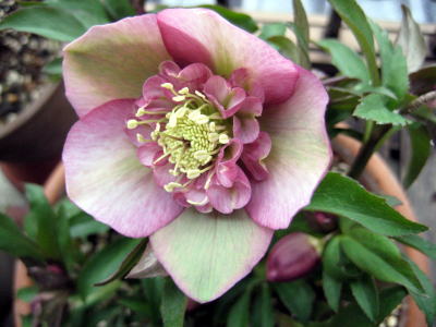 c0147952_1072418.jpg