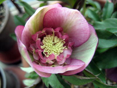 c0147952_1074289.jpg