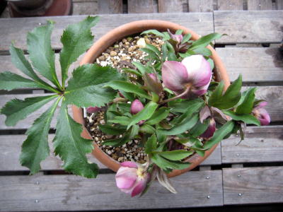 c0147952_1082450.jpg
