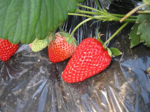 a0081772_18184767.jpg