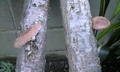 f0149982_2215710.jpg