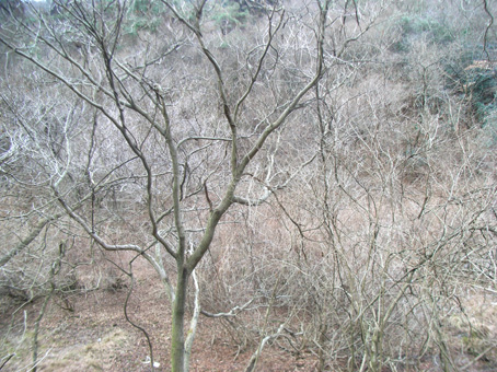 e0083097_20284224.jpg