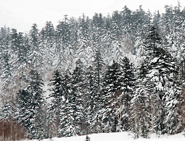 d0117900_1132169.jpg
