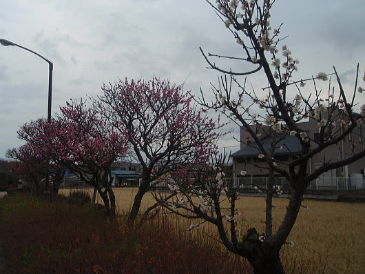 b0055202_1164183.jpg