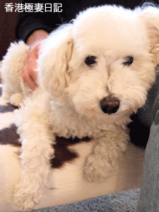 f0190653_17425295.gif