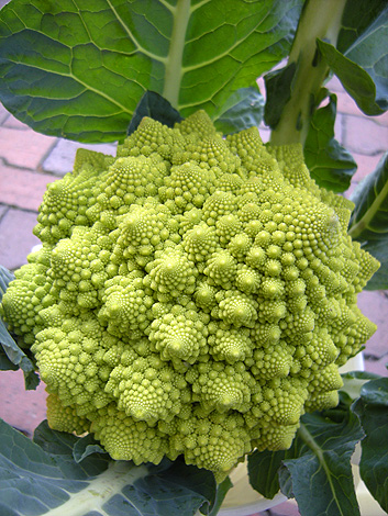a0001354_21344390.jpg