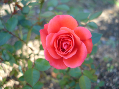a0094959_141689.jpg