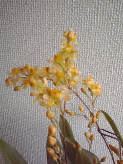 e0151266_14375496.jpg