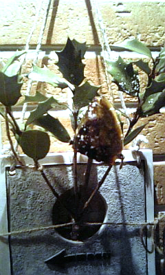 a0058605_7242359.jpg