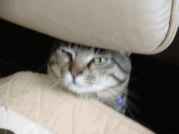 c0136736_1161356.gif