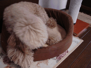 c0136736_1954463.gif