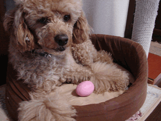 c0136736_19552288.gif