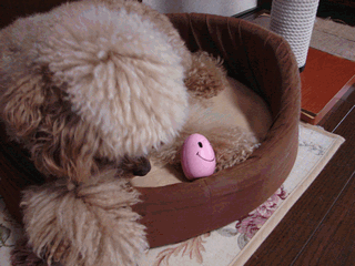 c0136736_1955870.gif