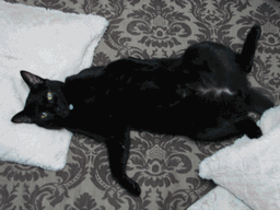 c0136736_23184786.gif