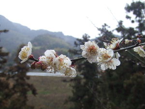 a0054240_16381925.jpg