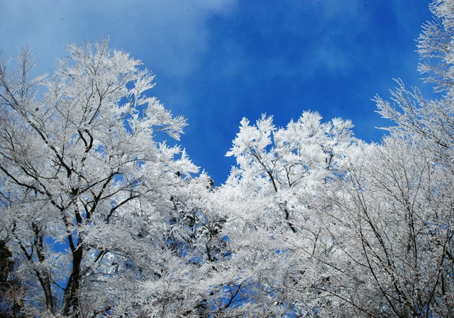 情報 積雪 金剛 山