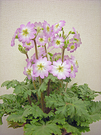 a0001354_2213934.jpg