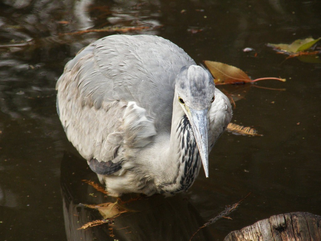 e0064158_16281480.jpg