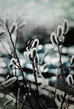 a0098027_1534157.jpg