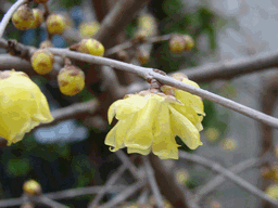 c0136736_20263111.gif