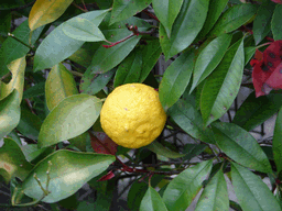c0136736_2027285.gif