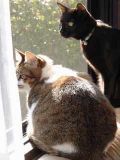 c0136736_2033447.gif