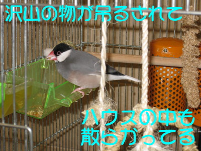 b0158061_20521723.jpg