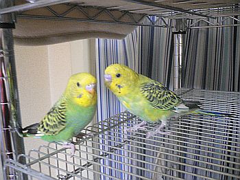 f0196665_033357.jpg