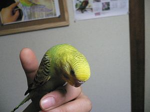 f0196665_0353413.jpg