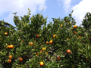 e0028387_1802023.jpg