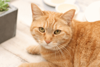 d0100192_22484297.gif